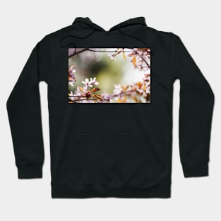 Cherry Blossom Hoodie